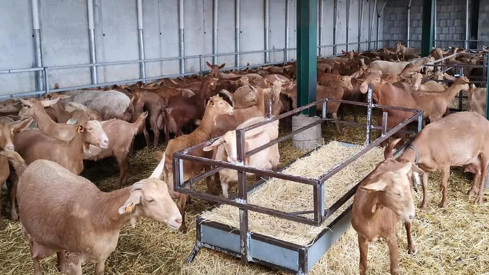 rebellion-on-malaga-farms-new-animal-welfare-regulations-threaten